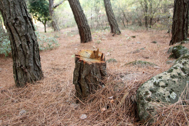 How Our Tree Care Process Works  in  Picacho Hills, NM