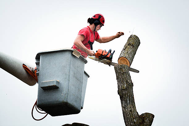 Best Palm Tree Trimming  in Picacho Hills, NM